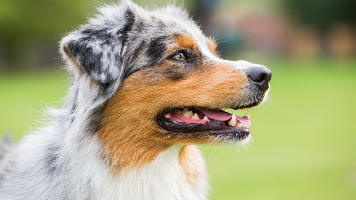 Gebit hond Gebit hond